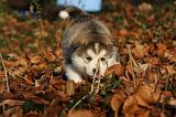 ALASKAN MALAMUTE 584